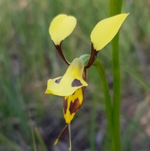 Diuris sulphurea at Bruce, ACT - suppressed