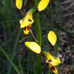 Diuris sulphurea at Bruce, ACT - 20 Oct 2020