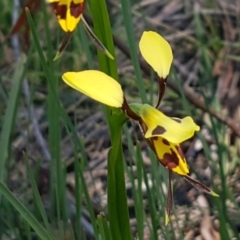 Diuris sulphurea at Bruce, ACT - 20 Oct 2020