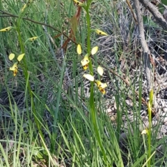 Diuris sulphurea at Bruce, ACT - suppressed