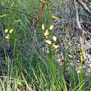 Diuris sulphurea at Bruce, ACT - 20 Oct 2020