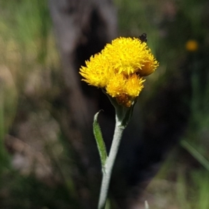 Chrysocephalum apiculatum at Bruce, ACT - 20 Oct 2020