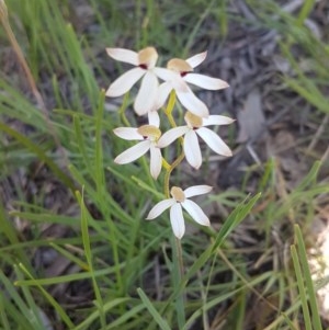 Caladenia cucullata at Bruce, ACT - suppressed