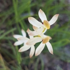 Caladenia cucullata at Bruce, ACT - suppressed