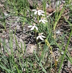 Caladenia cucullata at Bruce, ACT - 20 Oct 2020