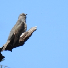 Cacomantis variolosus (Brush Cuckoo) at Tuggeranong DC, ACT - 20 Oct 2020 by Liam.m