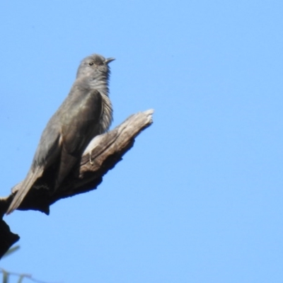 Cacomantis variolosus (Brush Cuckoo) at Kambah Pool - 20 Oct 2020 by Liam.m