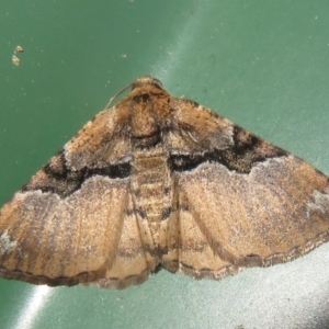 Aporoctena undescribed species at Flynn, ACT - 19 Oct 2020