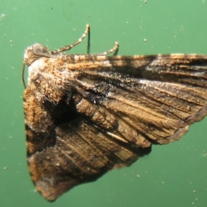 Aporoctena undescribed species at Flynn, ACT - 19 Oct 2020