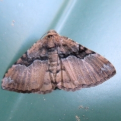 Aporoctena undescribed species at Flynn, ACT - 19 Oct 2020