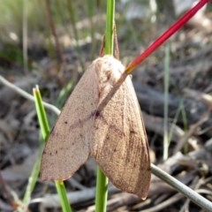 Entometa apicalis (Gum Snout Moth) at Rugosa - 20 Oct 2020 by SenexRugosus