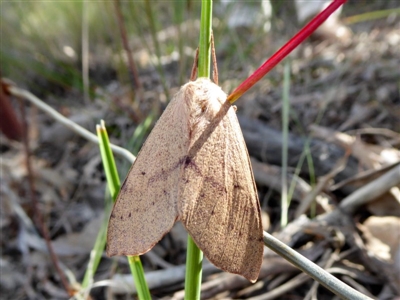 Entometa apicalis (Gum Snout Moth) at Yass River, NSW - 20 Oct 2020 by SenexRugosus