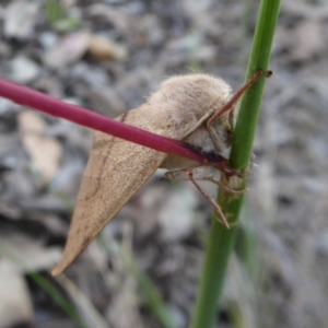 Entometa apicalis at Yass River, NSW - 20 Oct 2020