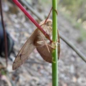 Entometa apicalis at Yass River, NSW - 20 Oct 2020