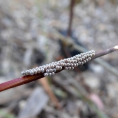 Entometa apicalis at Yass River, NSW - 20 Oct 2020