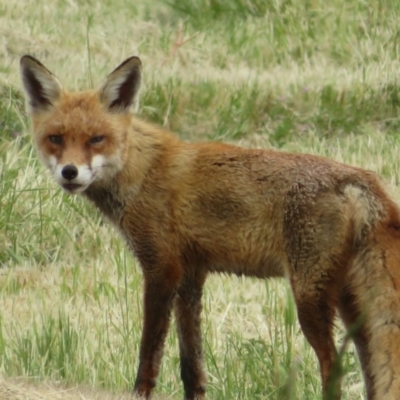 Vulpes vulpes (Red Fox) at Fyshwick, ACT - 19 Oct 2020 by Christine