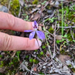 Cyanicula caerulea (Blue Fingers, Blue Fairies) at Mount Jerrabomberra QP - 7 Oct 2020 by roachie