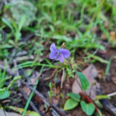 Viola betonicifolia (Mountain Violet) at Mount Jerrabomberra QP - 7 Oct 2020 by roachie