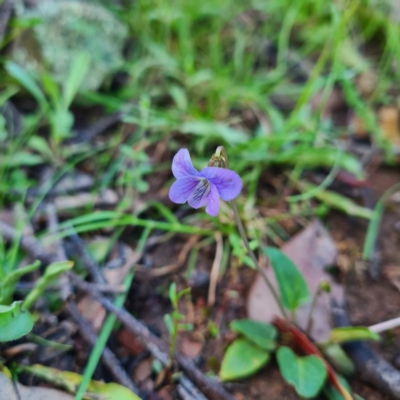 Viola betonicifolia (Mountain Violet) at Mount Jerrabomberra QP - 7 Oct 2020 by roachie