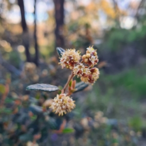 Pomaderris sp. at Jerrabomberra, NSW - 7 Oct 2020