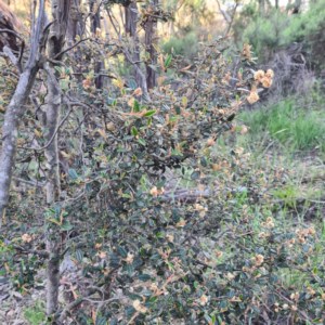 Pomaderris sp. at Jerrabomberra, NSW - 7 Oct 2020