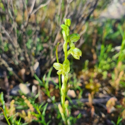Hymenochilus sp. (A Greenhood Orchid) at Karabar, NSW - 7 Oct 2020 by roachie