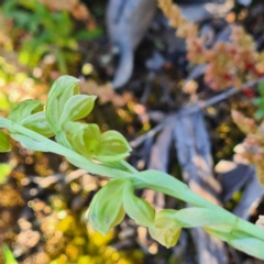 Hymenochilus sp. at Karabar, NSW - suppressed