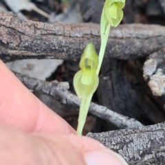 Hymenochilus muticus (Midget Greenhood) at Mount Jerrabomberra QP - 7 Oct 2020 by roachie
