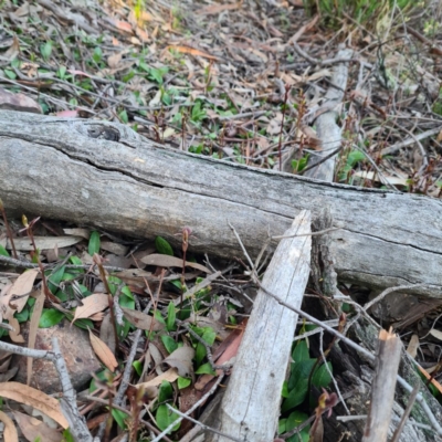 Chiloglottis trapeziformis (Diamond Ant Orchid) at Mount Jerrabomberra QP - 7 Oct 2020 by roachie