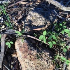 Glycine tabacina at Garran, ACT - 20 Oct 2020