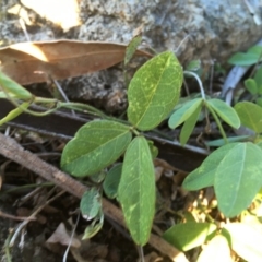 Glycine tabacina at Garran, ACT - 20 Oct 2020 06:46 PM