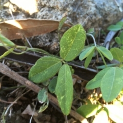 Glycine tabacina at Garran, ACT - 20 Oct 2020 06:46 PM