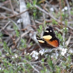 Vanessa itea (Yellow Admiral) at O'Connor, ACT - 20 Oct 2020 by ConBoekel