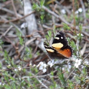 Vanessa itea at O'Connor, ACT - 20 Oct 2020