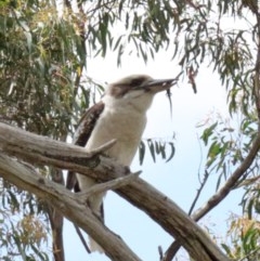 Dacelo novaeguineae (Laughing Kookaburra) at O'Connor, ACT - 20 Oct 2020 by ConBoekel