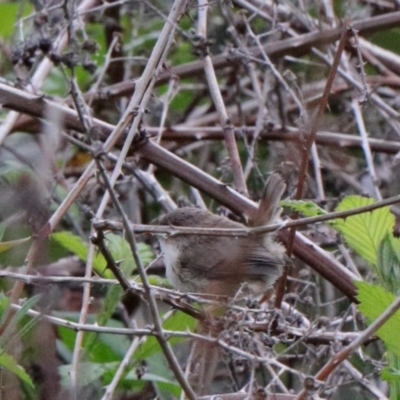 Malurus cyaneus (Superb Fairywren) at O'Connor, ACT - 20 Oct 2020 by ConBoekel