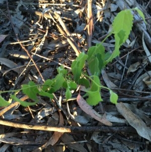 Celtis australis at Garran, ACT - 20 Oct 2020