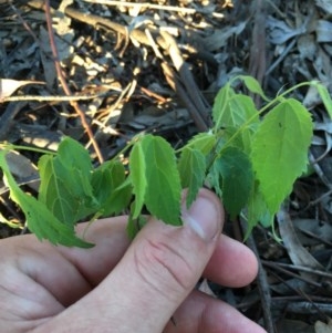 Celtis australis at Garran, ACT - 20 Oct 2020