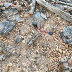 Myrmecia nigriceps (Black-headed bull ant) at Hughes, ACT - 20 Oct 2020 by Tapirlord