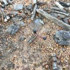 Myrmecia nigriceps at Hughes, ACT - 20 Oct 2020