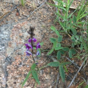 Glycine tabacina at Hughes, ACT - 20 Oct 2020 06:34 PM