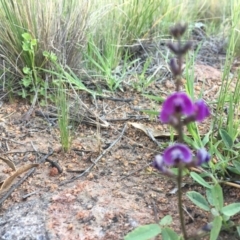 Glycine tabacina at Hughes, ACT - 20 Oct 2020