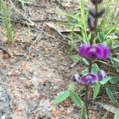 Glycine tabacina at Hughes, ACT - 20 Oct 2020 06:34 PM