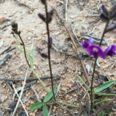 Glycine tabacina at Hughes, ACT - 20 Oct 2020 06:34 PM