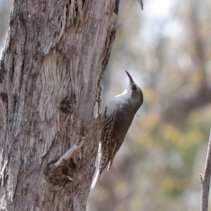 Cormobates leucophaea at O'Connor, ACT - 20 Oct 2020