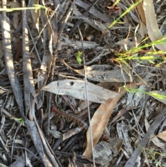 Cormocephalus aurantiipes at Hughes, ACT - 20 Oct 2020