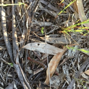 Cormocephalus aurantiipes at Hughes, ACT - 20 Oct 2020