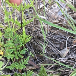 Cheilanthes sieberi at Hughes, ACT - 20 Oct 2020