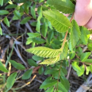 Ulmus parvifolia at Hughes, ACT - 20 Oct 2020