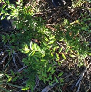 Ulmus parvifolia at Hughes, ACT - 20 Oct 2020